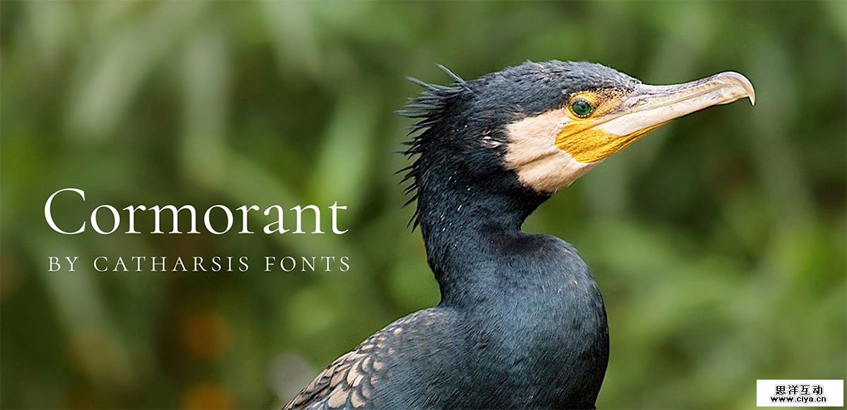 cormorant